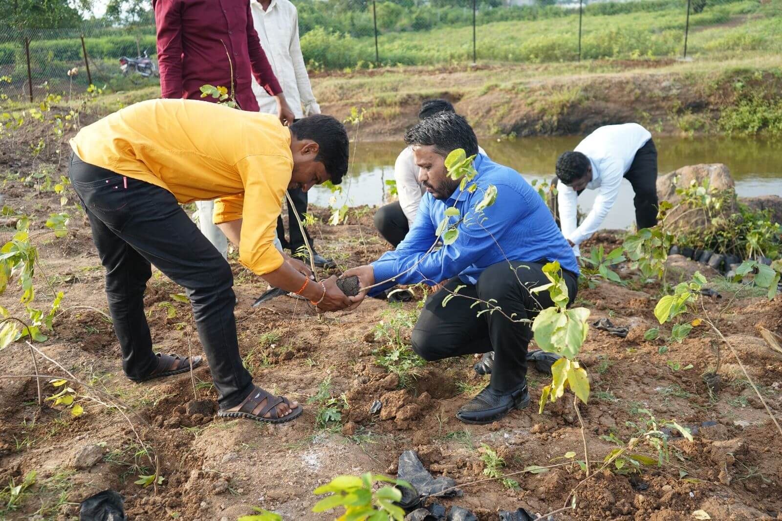 Tree Plantations